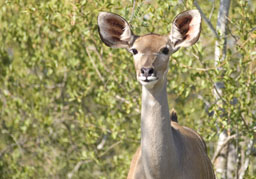 Kudu (femelle)